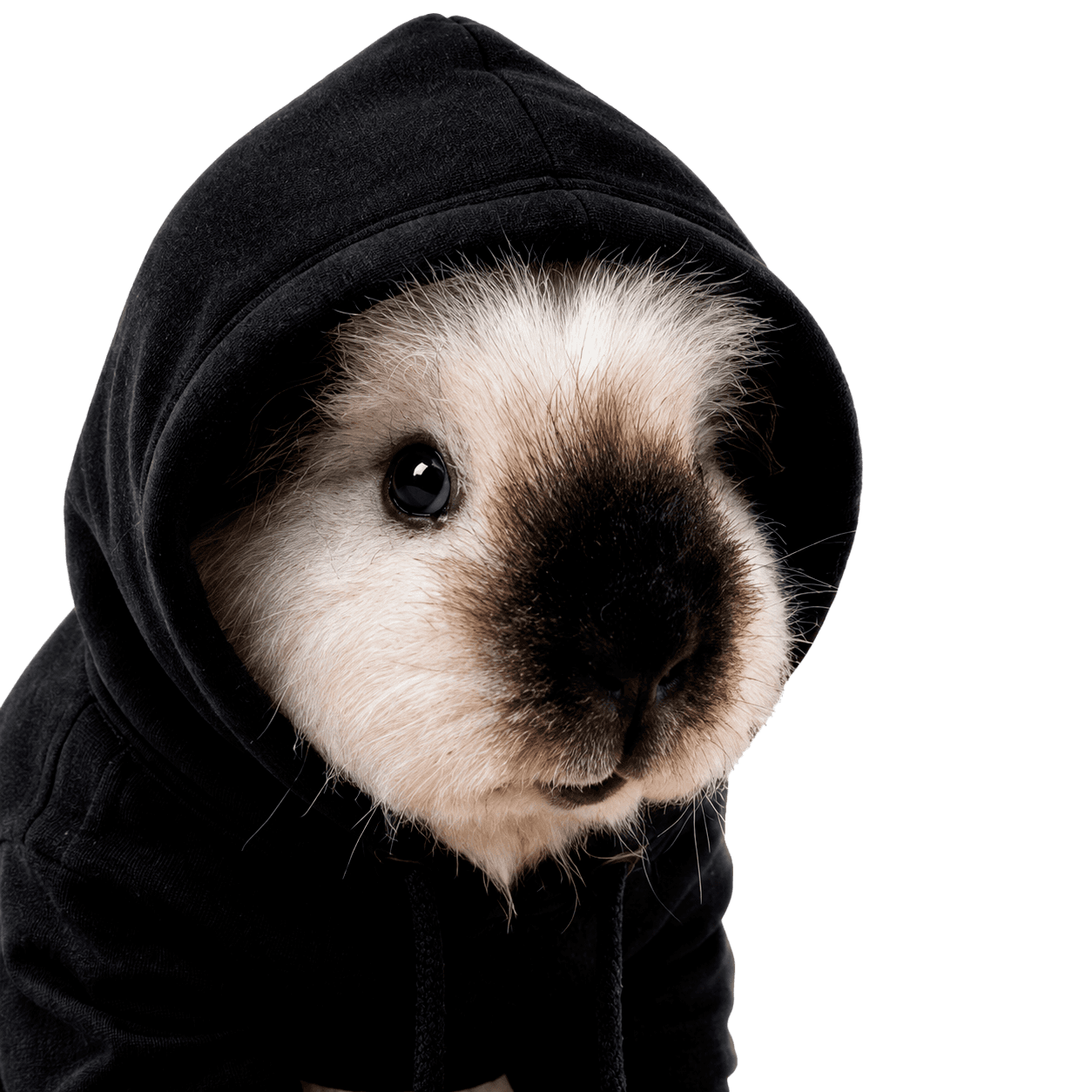 Gary - The Guinea Pig